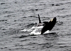 Alaskab (10)  Orca calf and mother